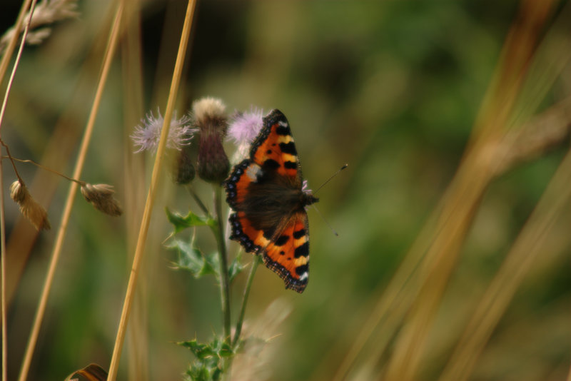 Small Tortoiseshell