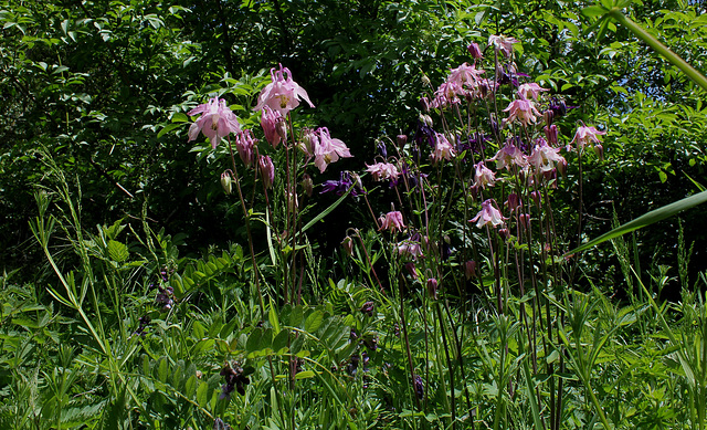 Ancolies (2)