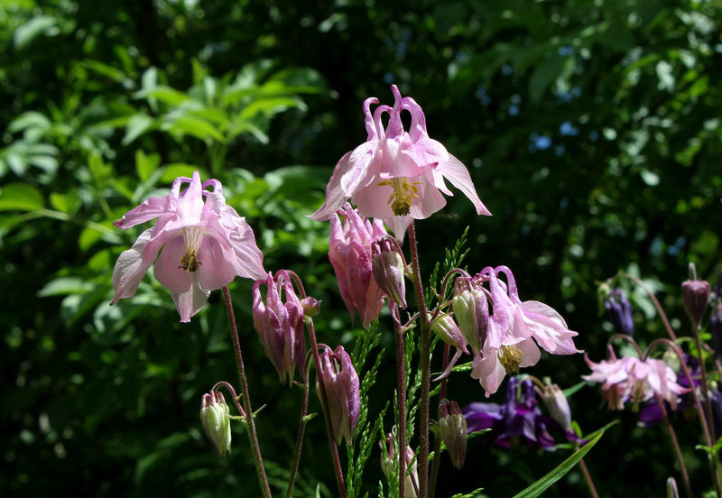 Ancolies (3)