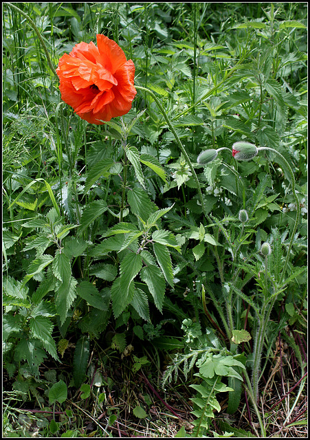 Pavot d'Orient (2)