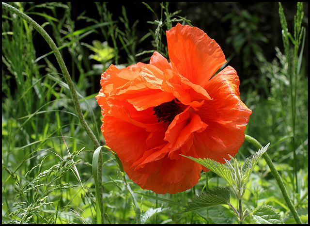 Pavot d'Orient