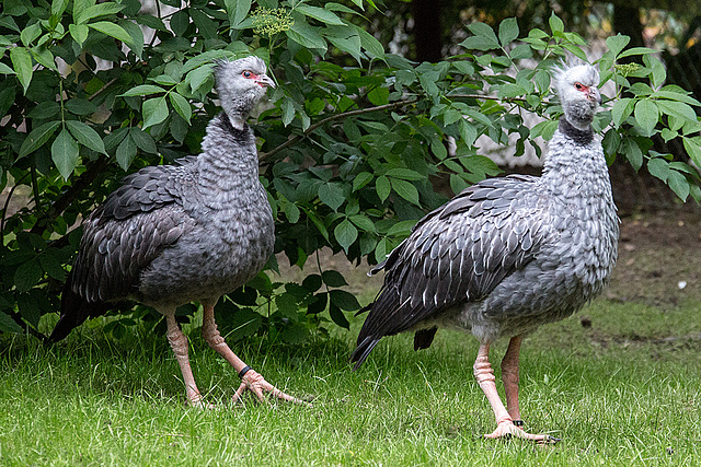 20140508 2982VRAw [D~LIP] Halsband-Wehrvogel (Chauna torquata), Vogelpark Detmold-Heiligenkirchen