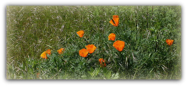 Pavots de Californie (2)