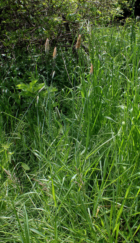 Vulpin des prés - Alopecurus pratensis