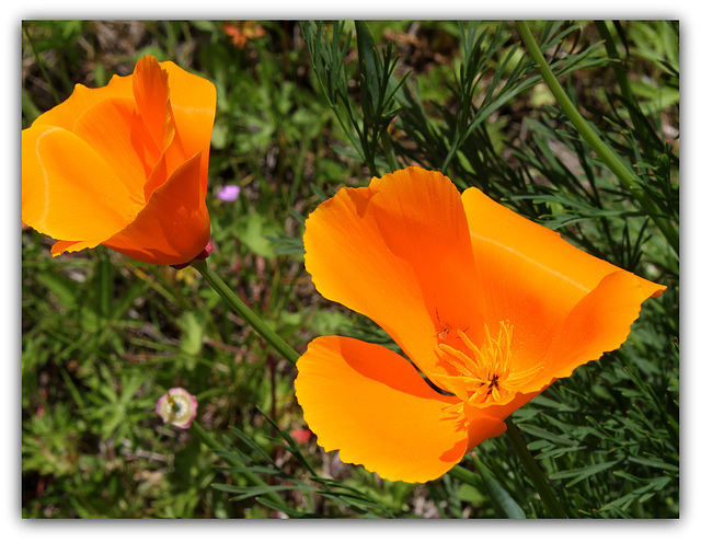 Pavots de Californie