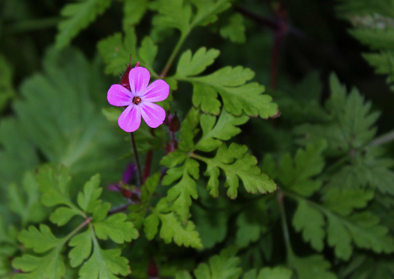 Geranium robertianum