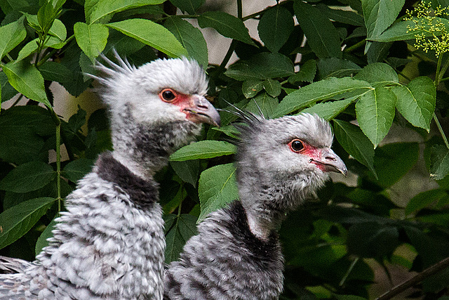 20140508 2981VRAw [D~LIP] Halsband-Wehrvogel (Chauna torquata), Vogelpark Detmold-Heiligenkirchen