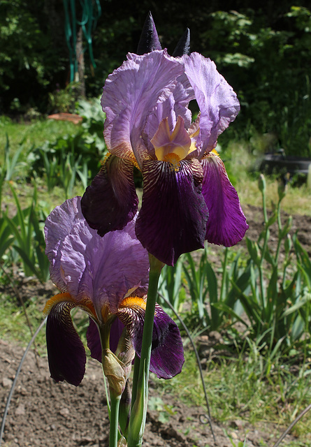 Iris 'Alcazar' (3)