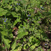 Gourmanderie-Brunnera