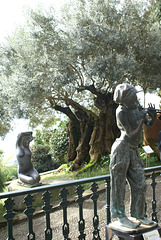 Madeira. Monte Palace. Uralter Olivenbaum mit Statuen am Palace. ©UdoSm