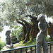 Madeira. Monte Palace. Uralter Olivenbaum mit Statuen am Palace. ©UdoSm