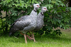 20140508 2980VRAw [D~LIP] Halsband-Wehrvogel (Chauna torquata), Vogelpark Detmold-Heiligenkirchen