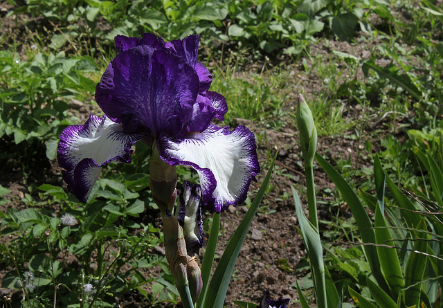 Iris Art Deco (3)