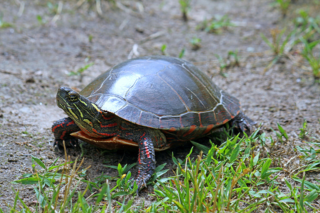 Painted Turtle