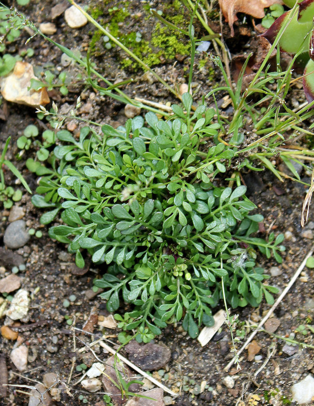 Pritzelago alpina = Hutchinsia alpina
