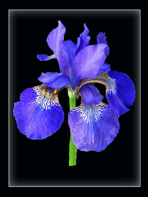 Iris on black