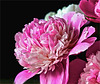 Pink Pfingstrose / pink peony