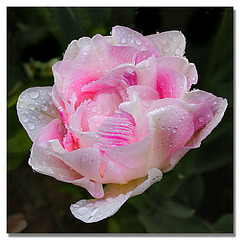 Pink double Tulip - our garden - 14.5.2010