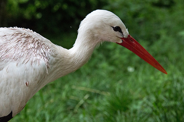 20140508 2963VRAw [D~LIP] Weißstorch (Ciconia ciconia), Vogelpark Detmold-Heiligenkirchen