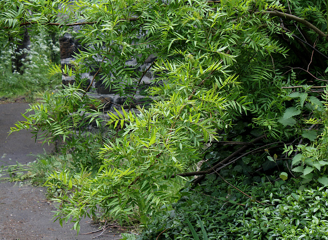 Sorbaria sorbifolia-001