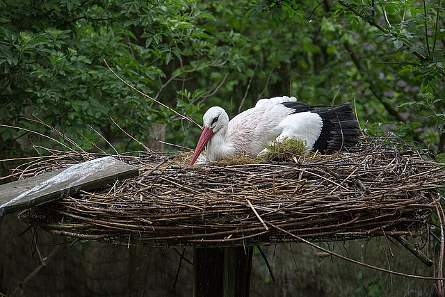 20140508 2962VRAw [D~LIP] Weißstorch (Ciconia ciconia), Vogelpark Detmold-Heiligenkirchen