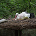 20140508 2962VRAw [D~LIP] Weißstorch (Ciconia ciconia), Vogelpark Detmold-Heiligenkirchen