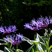 Centaurea montana (2)