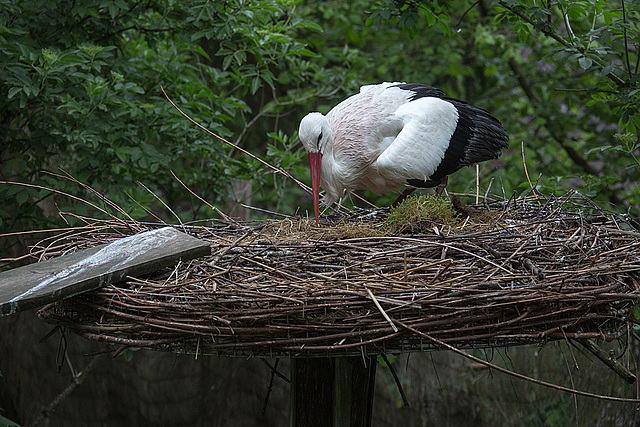 20140508 2959VRAw [D~LIP] Weißstorch (Ciconia ciconia), Vogelpark Detmold-Heiligenkirchen