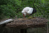 20140508 2956VRAw [D~LIP] Weißstorch (Ciconia ciconia), Vogelpark Detmold-Heiligenkirchen