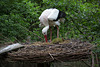 20140508 2954VRAw [D~LIP] Weißstorch (Ciconia ciconia), Vogelpark Detmold-Heiligenkirchen