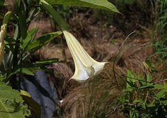 Les fleurs maudites-Datura