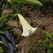 Les fleurs maudites-Datura