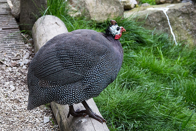 20140508 2952VRAw [D~LIP] Helmperlhuhn (Numida meleagris), Vogelpark Detmold-Heiligenkirchen