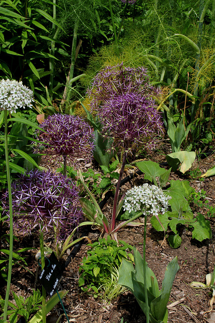 Allium christophii