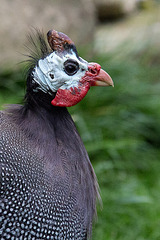 20140508 2950VRAw [D~LIP] Helmperlhuhn (Numida meleagris), Vogelpark Detmold-Heiligenkirchen