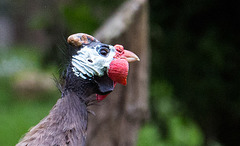 20140508 2944VRAw [D~LIP] Helmperlhuhn (Numida meleagris), Vogelpark Detmold-Heiligenkirchen