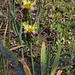 Les fleurs maudites-Iris Lorelei