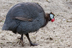 20140508 2942VRAw [D~LIP] Helmperlhuhn (Numida meleagris), Vogelpark Detmold-Heiligenkirchen