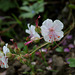 Geranium macrorrhizum 'Spessart'  (2)