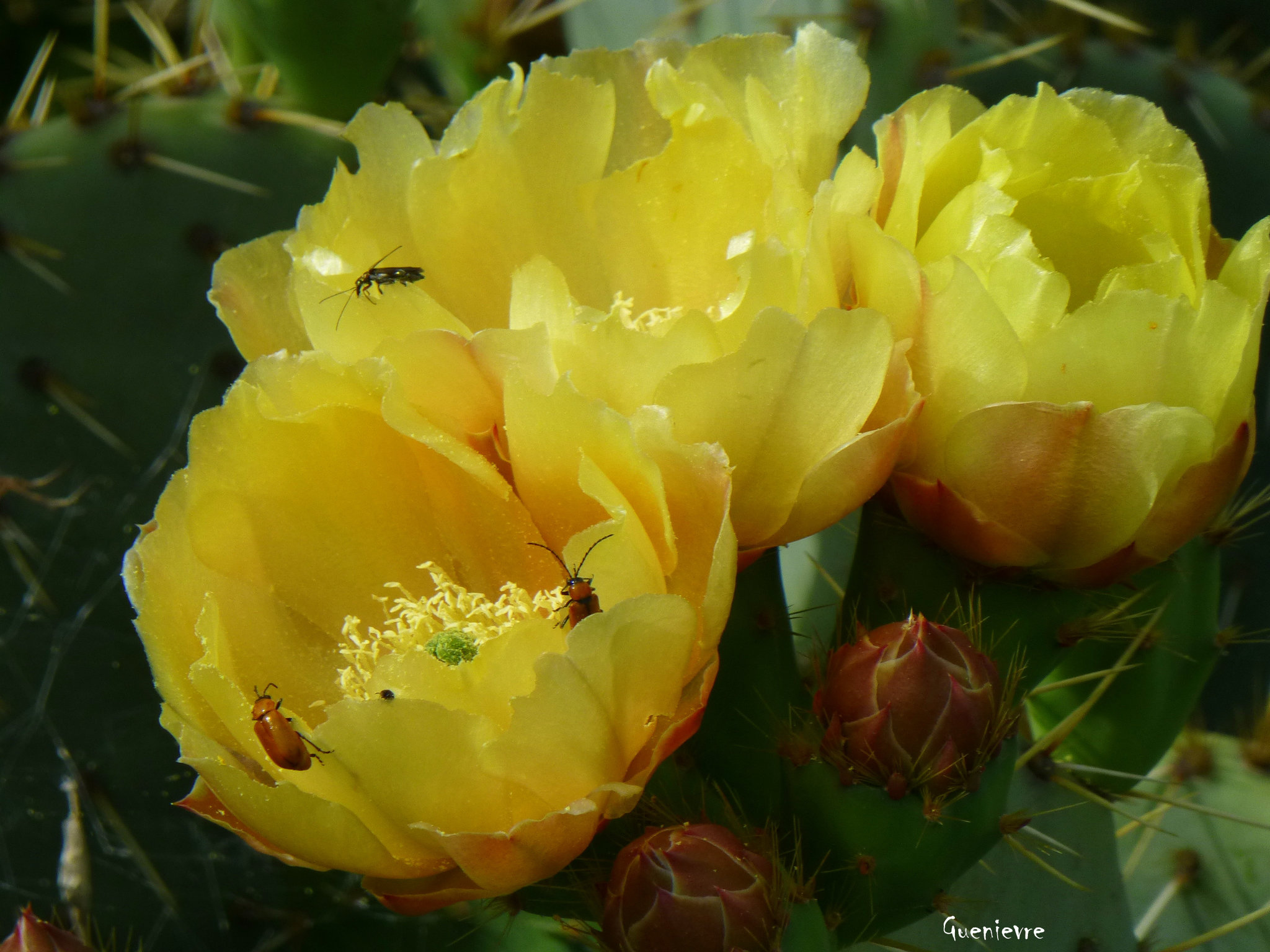 Trois fleurs et trois insectes