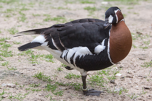 20140508 2940VRAw [D~LIP] Rothalsgans (Branta ruficollis), Vogelpark Detmold-Heiligenkirchen