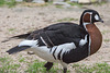 20140508 2938VRAw [D~LIP] Rothalsgans (Branta ruficollis), Vogelpark Detmold-Heiligenkirchen