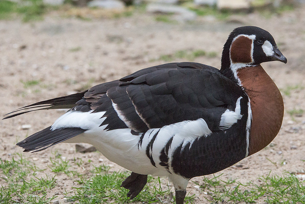 20140508 2938VRAw [D~LIP] Rothalsgans (Branta ruficollis), Vogelpark Detmold-Heiligenkirchen