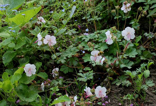 Geranium macrorrhizum 'Spessart'  (3)