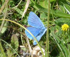 Adonis Blue Butterfly