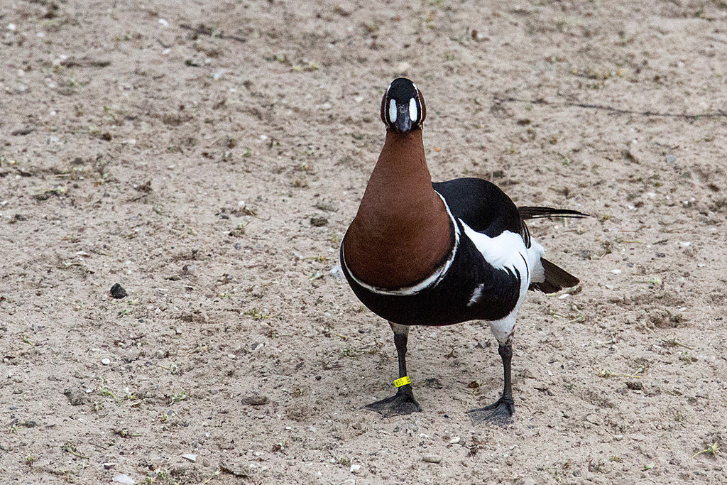 20140508 2936VRAw [D~LIP] Rothalsgans (Branta ruficollis), Vogelpark Detmold-Heiligenkirchen