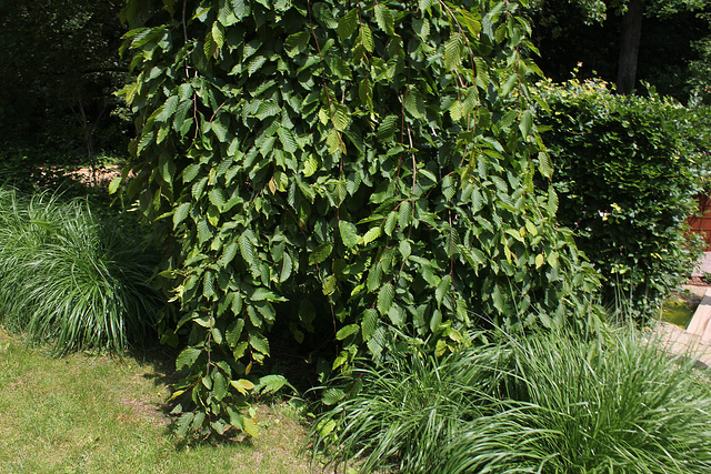 Charme pendula