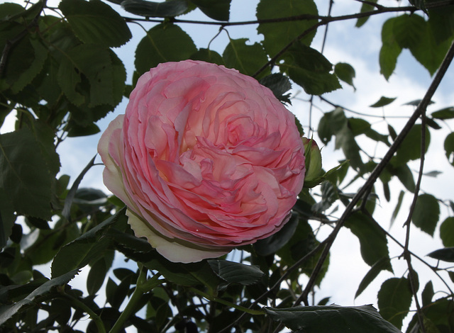 Rose de Ronsard