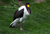 20140508 2933VRAw [D~LIP] Sattelstorch (Ephippiorhynchus senegalensis), Vogelpark Detmold-Heiligenkirchen