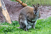 20140508 2932VRAw [D~LIP] Känguru, Vogelpark Detmold-Heiligenkirchen